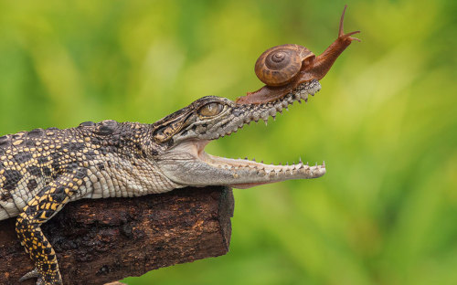 snail riding crocodile