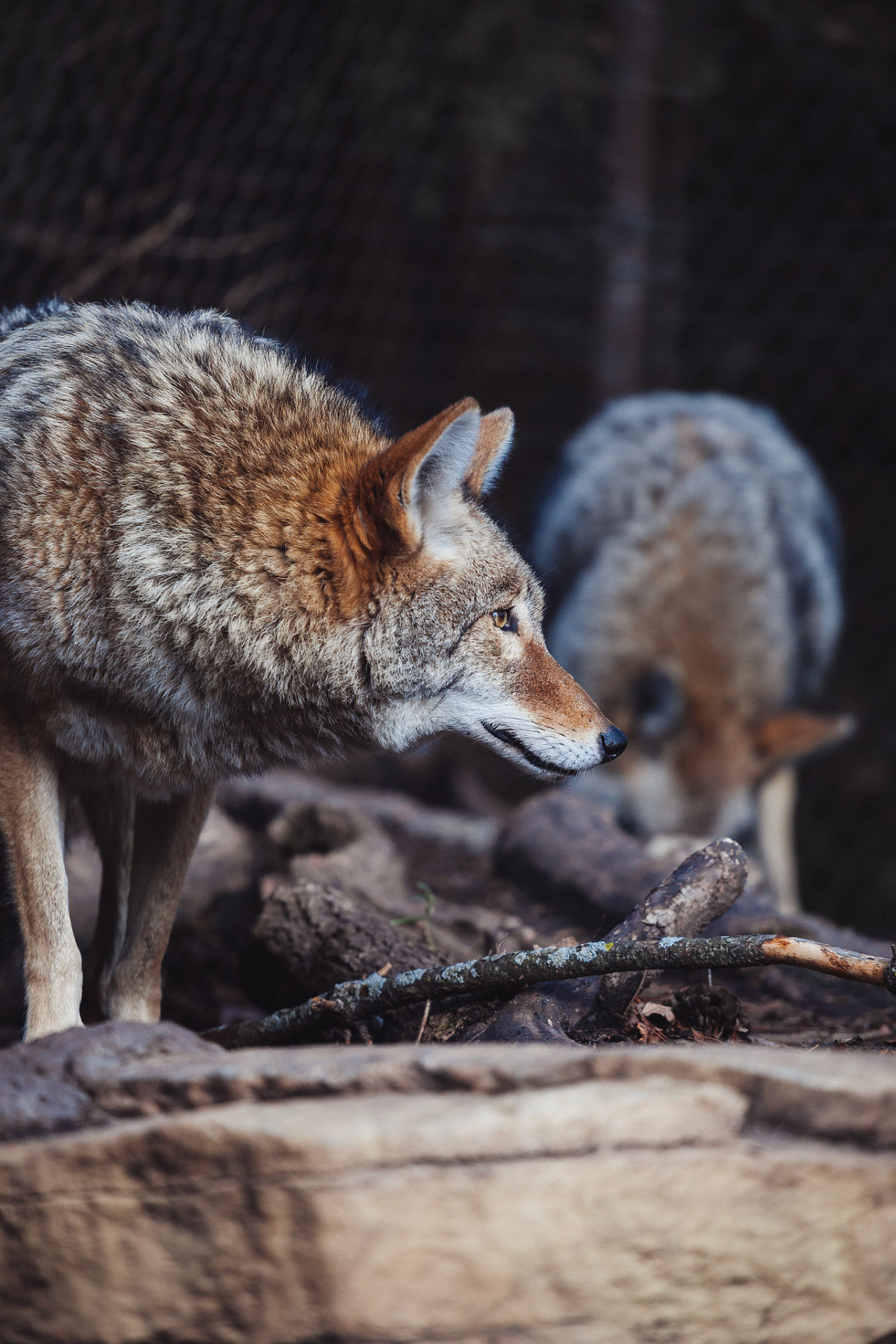 wild-diary:
“Coyotes | Garret Voight
”