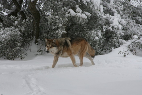 Mexican gray wolf (Canis lupus baileyi) by California Wolf Center