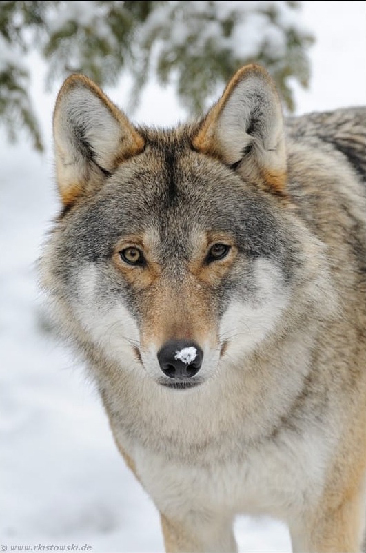beautiful-wildlife:
“Eurasian Wolf by © www.wonderful-earth.net
”