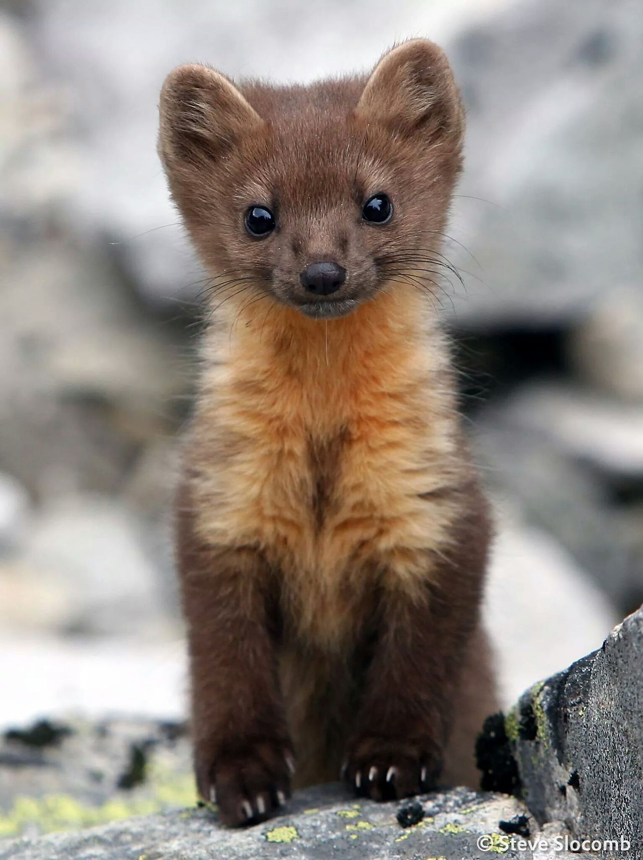 Today i found out Pine Martens exist. (Source: http://ift.tt/2oSaHXh)