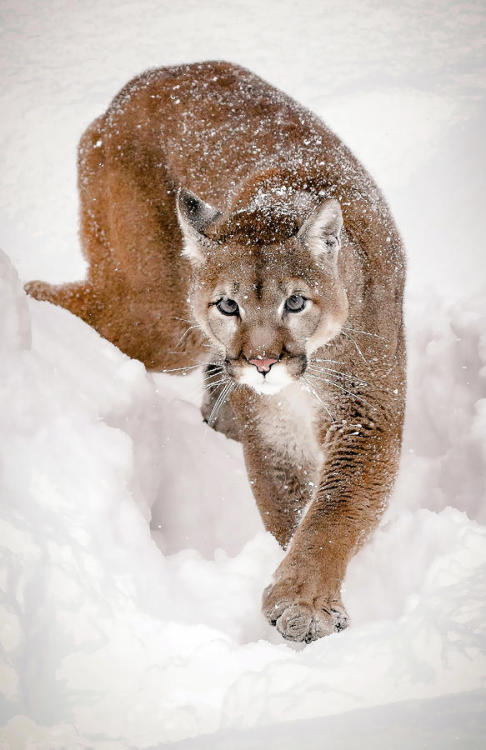 Prowling Cougar by © Athena Mckinzie