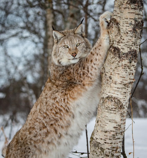 beautiful-wildlife:
“Stretching out by Cecilie Sønsteby
”