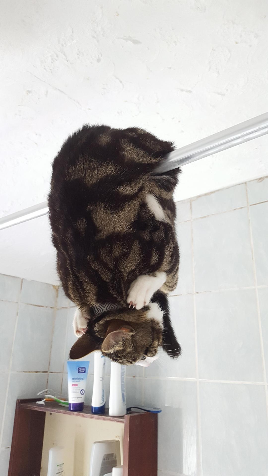 This is how my friend found the cat in the bathroom (Source: http://ift.tt/2maeYms)