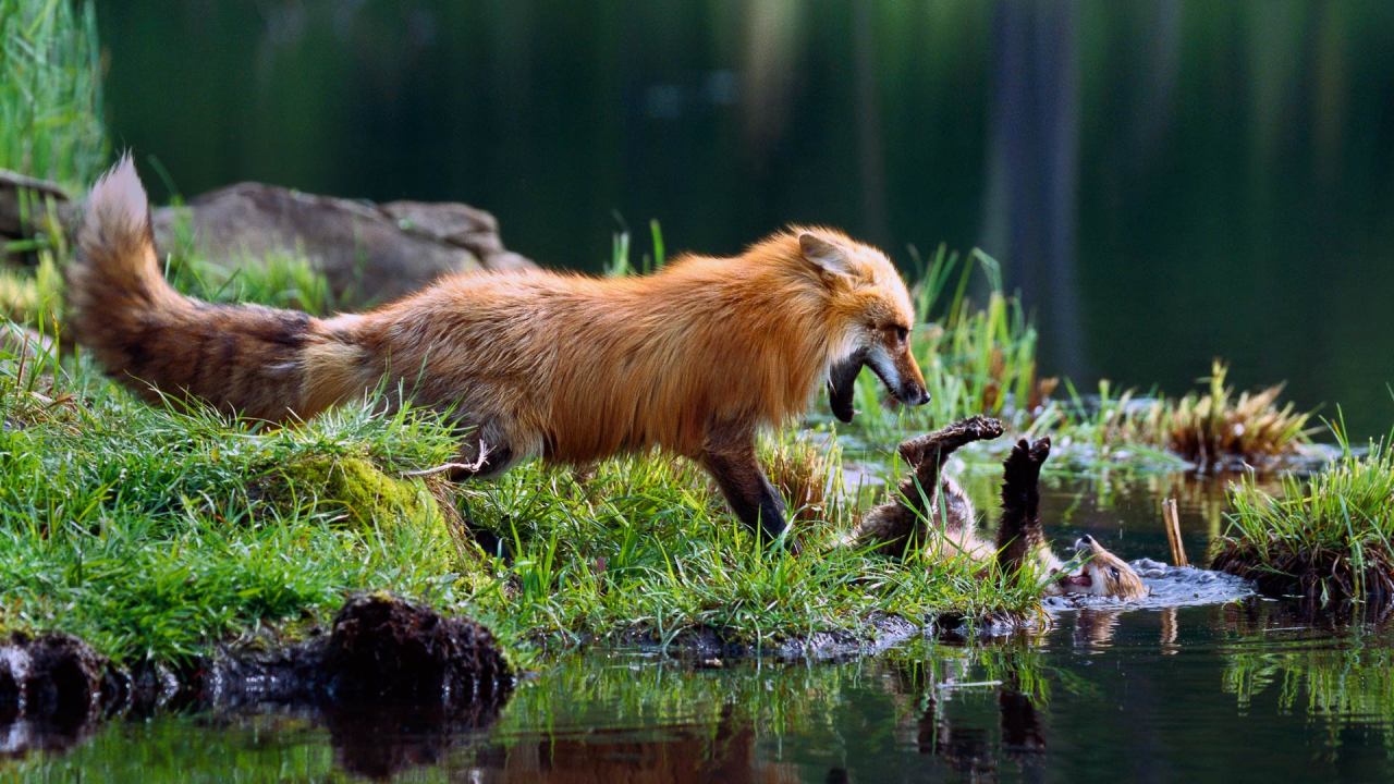 A Mother Vixen Plays in the Water With Her Kit
Source: http://bit.ly/2jcoNSo