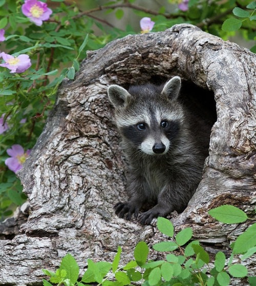 Baby Raccoon by © Dee Carpenter