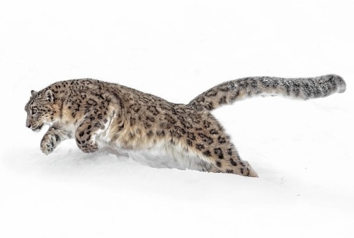 Pouncing Snow Leopard by © Wes and Dotty Weber