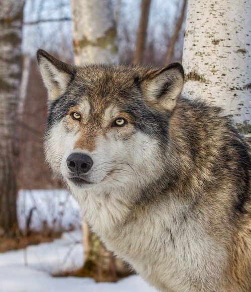 Timber Wolf by © cjm_photography