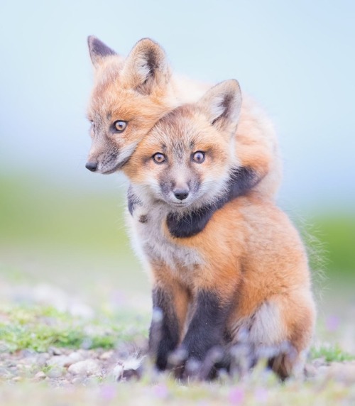 Red Fox Siblings by © Tin Man