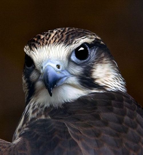 redjeep:
“a Merlin Falcon… (falco columbarius)”
