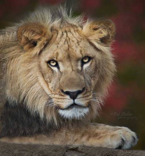 Lion Portrait by © Pat Stotler