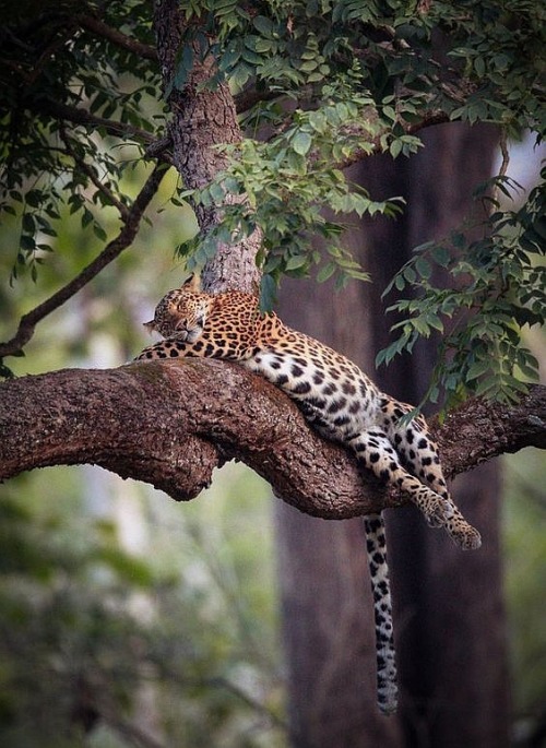 beautiful-wildlife:
“Sleeping by © Vishwa Kiran
”