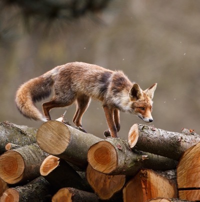 beautiful-wildlife:
“Red Fox by Pim Leijen
”