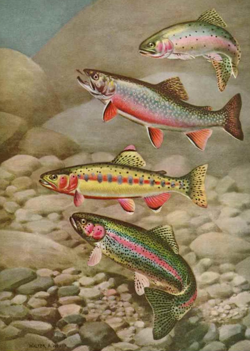 nemfrog:
““Four famous trout.” National Geographic. July 1950.
”