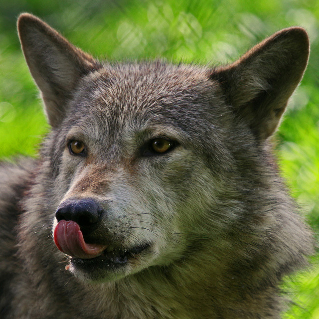 her-wolf:
“  Grey Wolf // Dublin Zoo // Phoenix Park // Ireland // by Gary Wilson แกรี่ วิลสัน
”