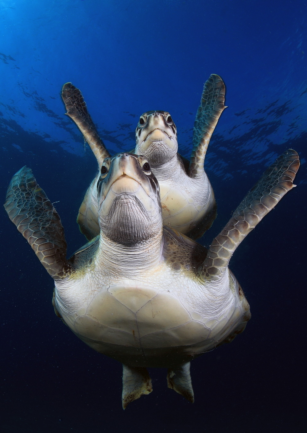Sea Turtles | Smithsonian Ocean