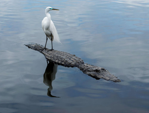 egret riding crocodile