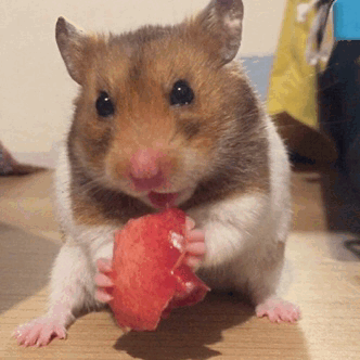 syrian hamster gifs | WiffleGif
