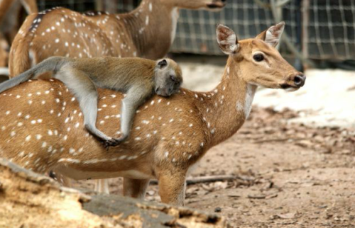 monkey riding deer