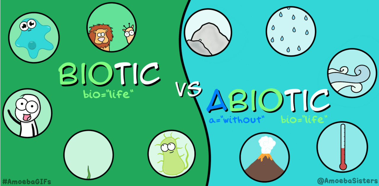 Pictures Of Biotic Factor And How They Work 105