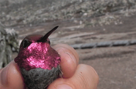 somanybird:
“ fencehopping:
“ Showing off a hummingbird’s iridescent head
”
rotate the boy
”