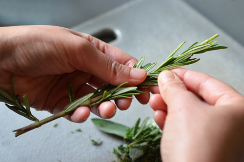 Someone removing fresh rosemary leaves from the stem.