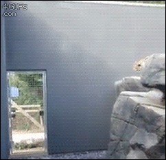 purplengabbana:
“sixpenceee:
“This snow leopard’s leap leaves me speechless.
”
Hes like ah fuck thats a high drop, i better jump off both these walls first
”
