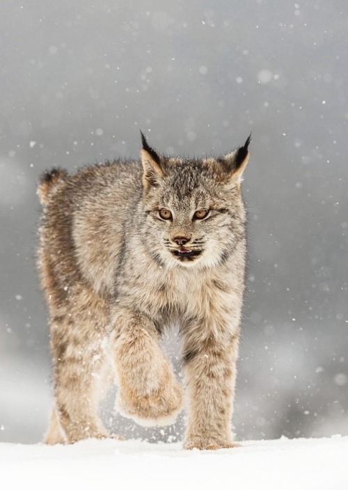 Lynx by © suhaderbent