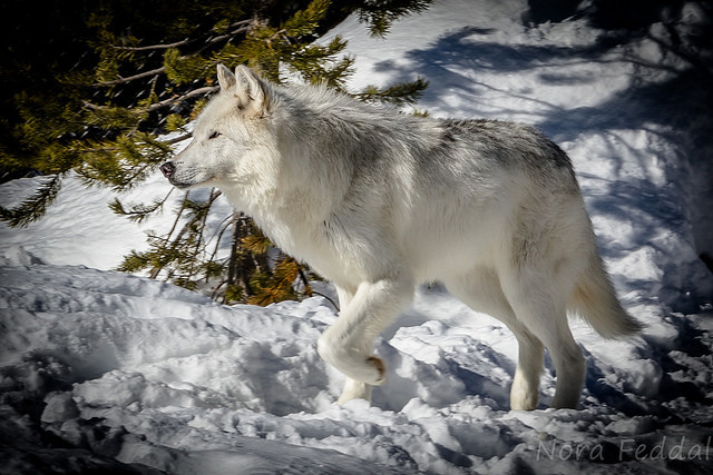 wolfsheart-blog:
“Yellowstone Wolf by Nora Feddal
”