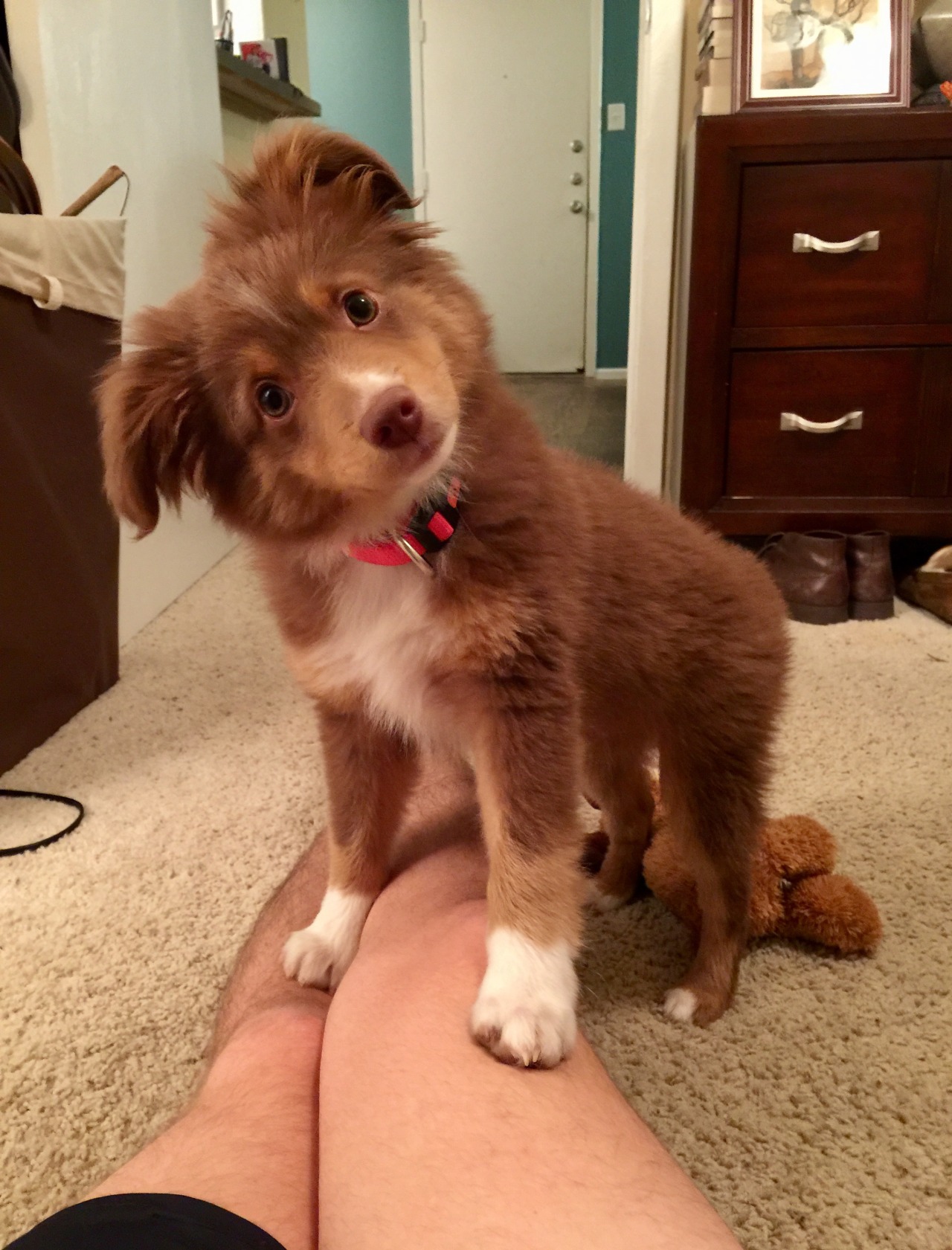 me-and-other-animals:
“Dad, why are your legs so white…? via /r/aww http://ift.tt/2imRTzq
”