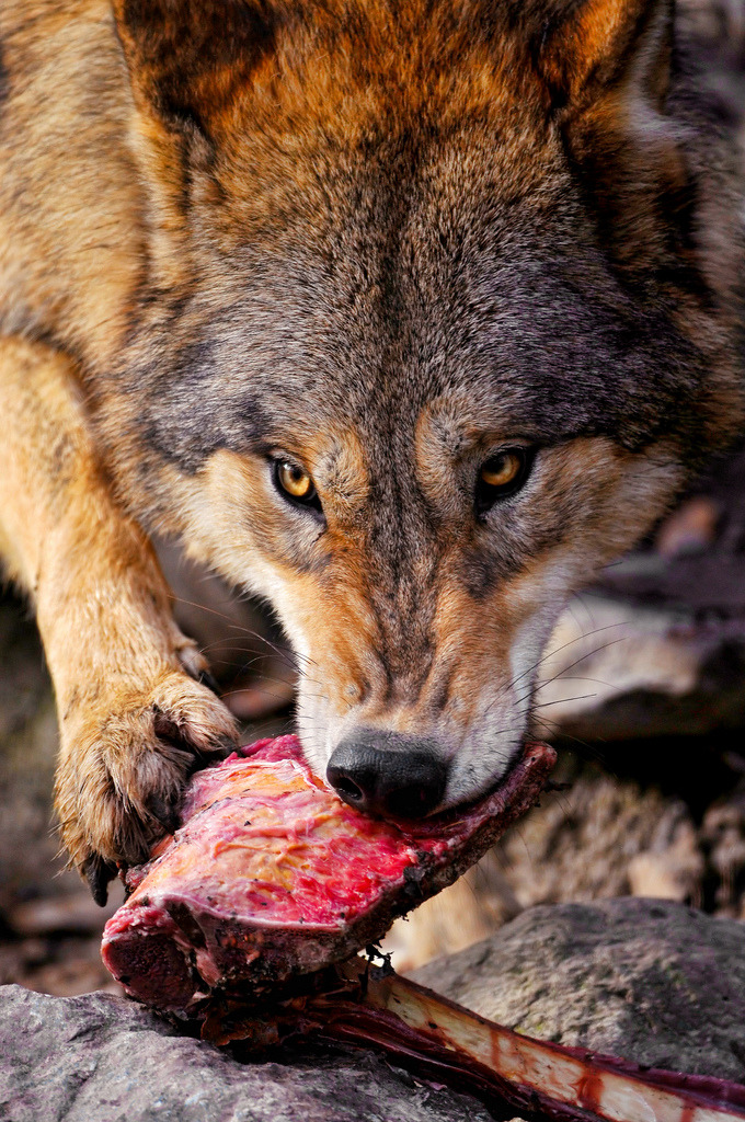her-wolf:
“ Wolf gnawing on the bone by Tambako The Jaguar A scene taken at the zoo of Zürich.
”