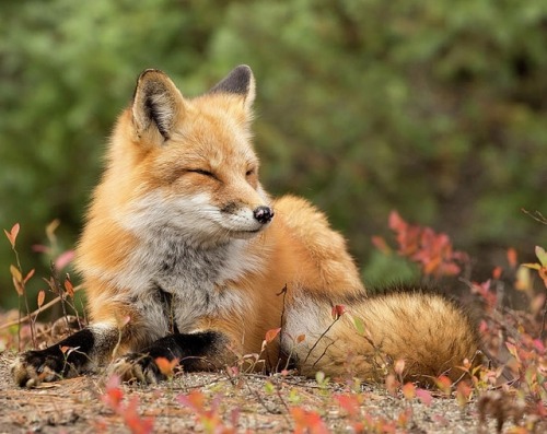 Sleepy Fox by © Martina Schneider