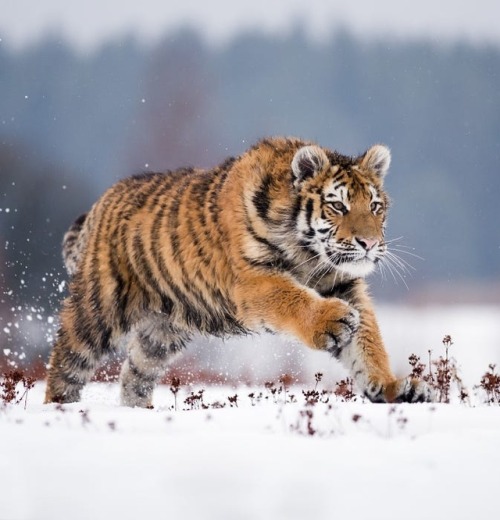 Siberian Tiger by © Jan Pelcman