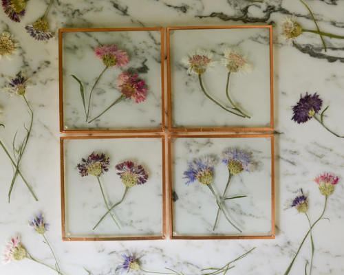 Pressed Flower Art and Botanical Coasters by Karly Murphy on... tumblr orz8bnLby21qas1mto7 500