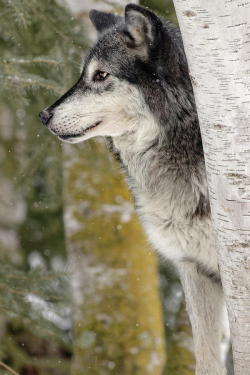 Gray Wolf by © Adam Jones