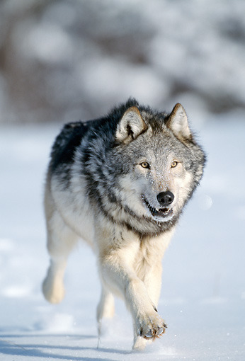 wolfsheart-blog:
“ Grey wolf, adult running in snow, winter, Montana.
Credit: Daniel J Cox
”