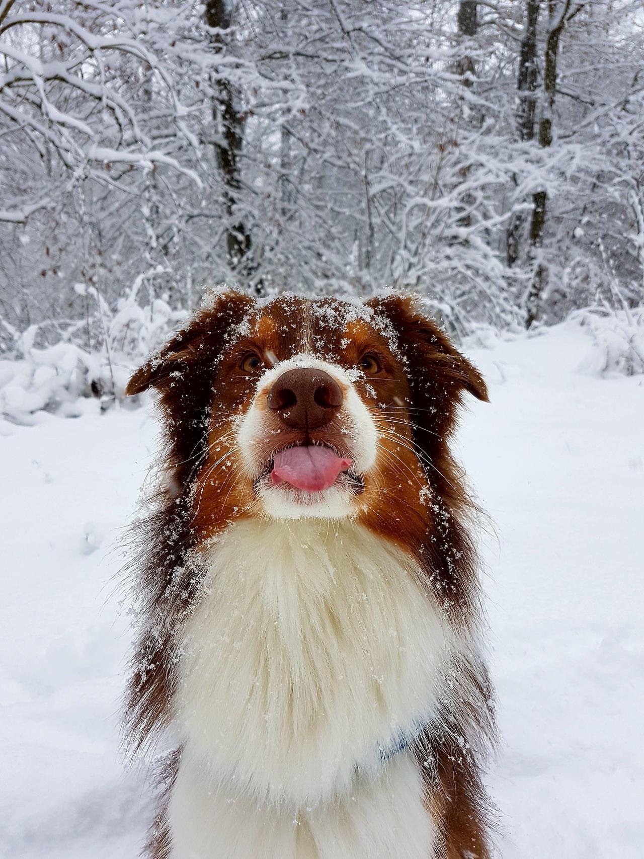 He tried to catch the snowflakes ;) (Source: http://ift.tt/2oqbxNT)