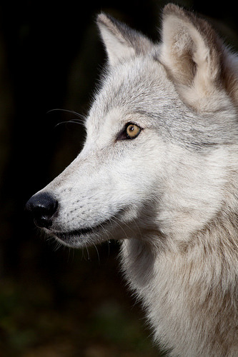 wolfsheart-blog:
“ Una; female timber Wolf by Karin K
”