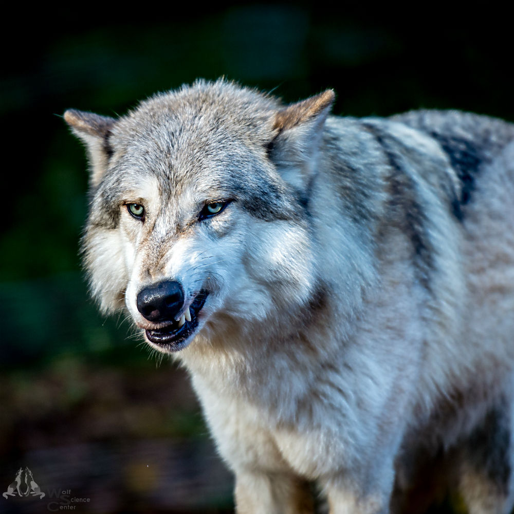 wolfscience:
“Chitto
Photo: Joachim Henckmann
”