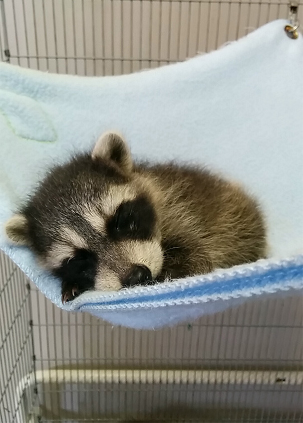 Baby Raccoon Taking a Nap
Source: http://bit.ly/2k2WHrB