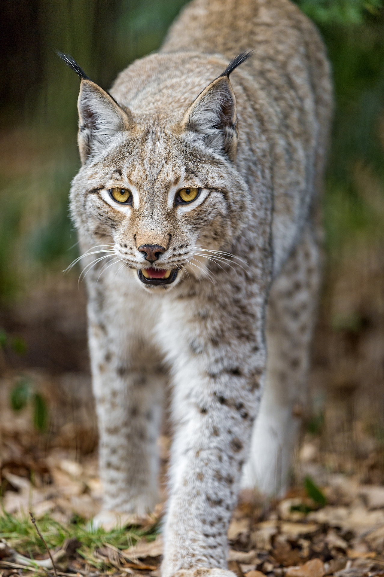 wild-diary:
“Young Lynx | Tambako
”