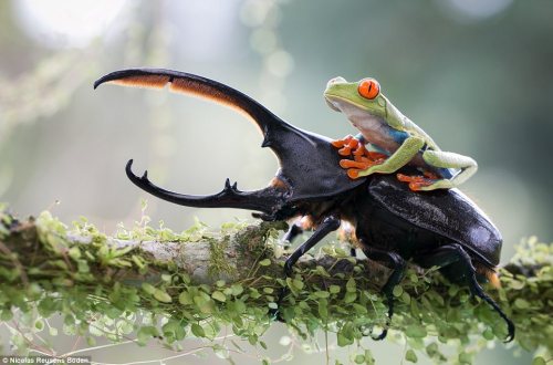 sixpenceee:
“This extraordinary photograph shows the unexpected bond between a tiny tree frog and a huge beetle. The image was captured by an amateur photographer, and is one of the entries for a prestigious photography competition showcasing unique...