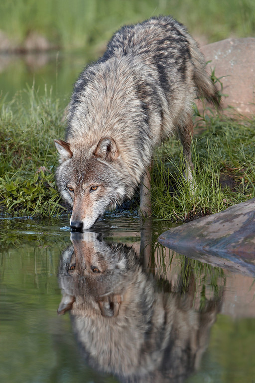 beautiful-wildlife:
“Timber Wolf Reflection by © brian sartor
”