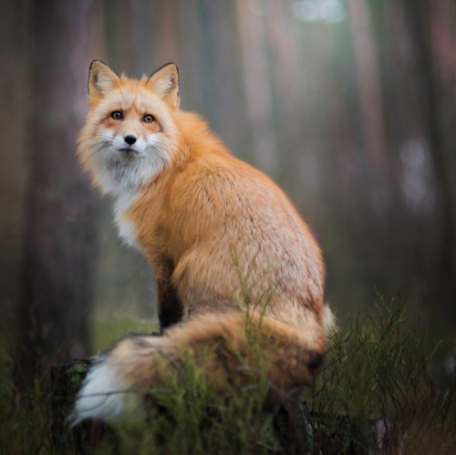 Fox by © Iza Lyson