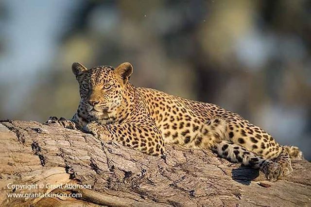 funnywildlife:
“Leopard spotted chillaxing on a termite in the Okavango Delta in Botswana
by #wildographer & guide Grant Atkinson / @atkinson_photography_safaris
There are still a few spaces left on their scheduled 2017 trips with @eyesonafrica in...