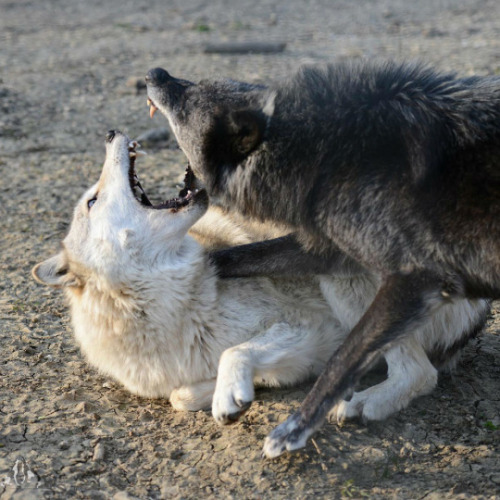 wolveswolves:
“ By Joachim Henckmann
”