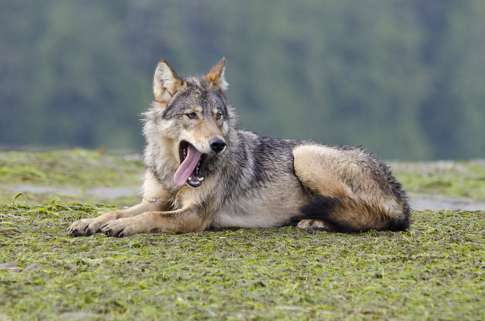 wolfsheart-blog:
“The alpha female of a 10 strong coastal wolf pack yawns comically by Bertie Gregory.
”