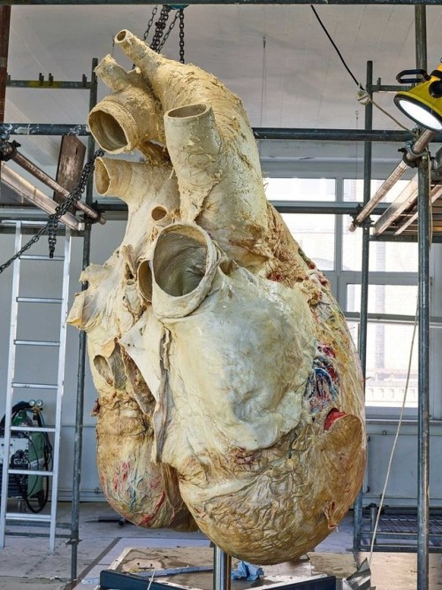 This is a whale’s heart.
(Source)