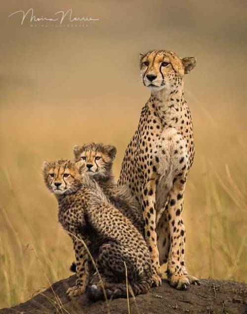 Cheetah Family by © Moira Norrie