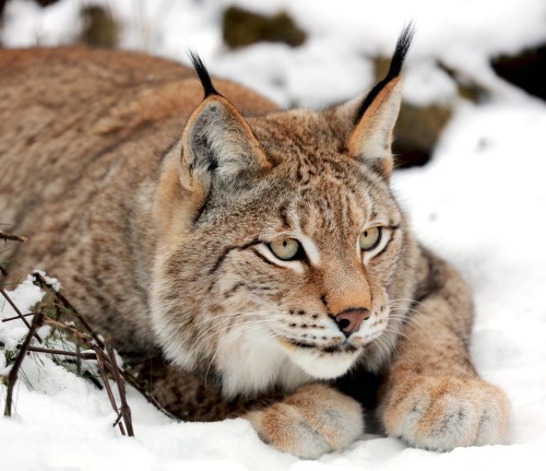 Lynx by © Klaus Wiese